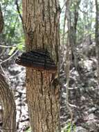 Phellinus robiniae (Murrill) A. Ames 1913的圖片