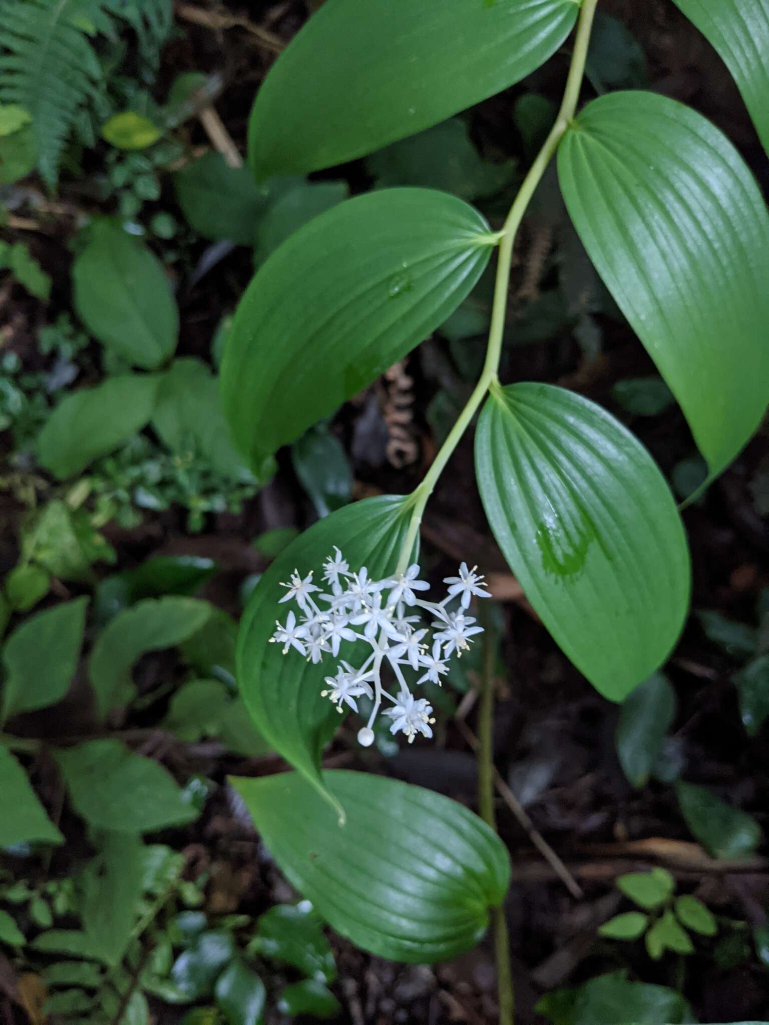 Image de Maianthemum paniculatum (M. Martens & Galeotti) La Frankie