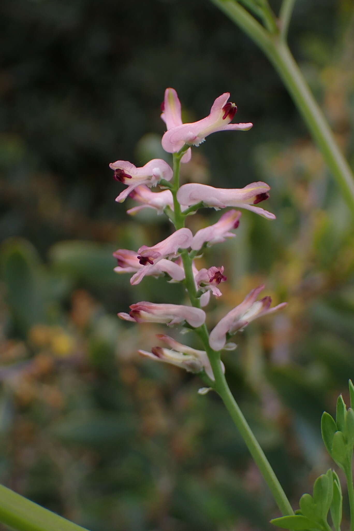 Image of fumitory