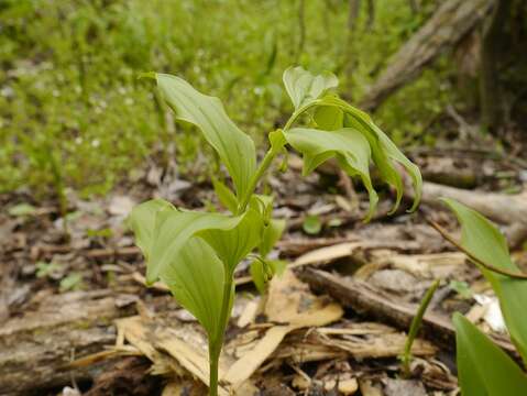 Sivun Polygonatum latifolium (Jacq.) Desf. kuva