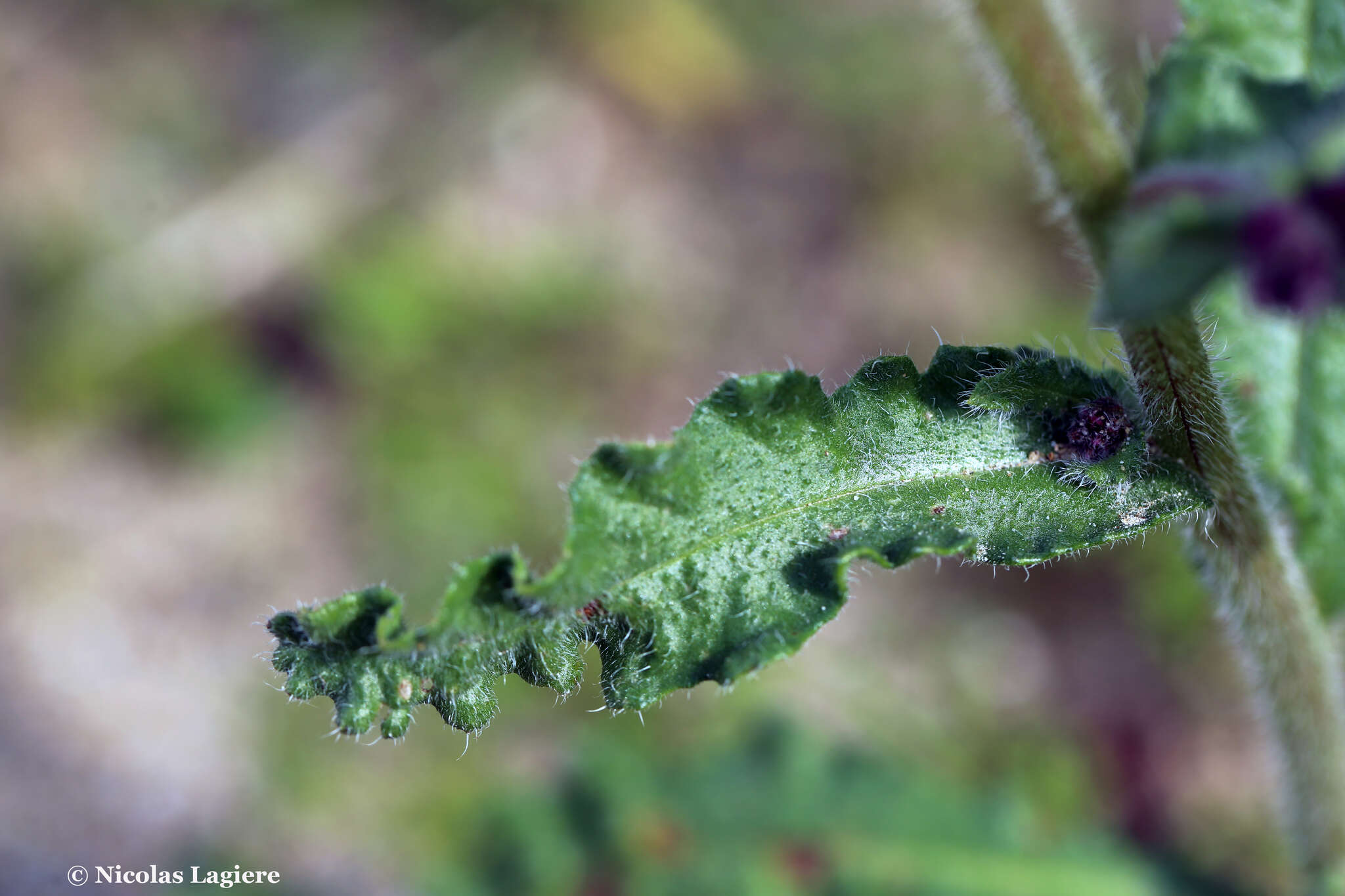 Anchusa hybrida Ten.的圖片