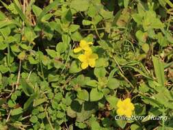 Plancia ëd Lysimachia remota Petitm.