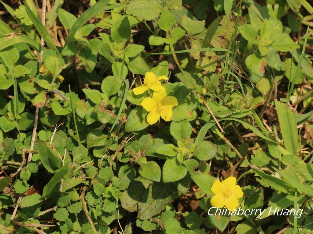 Plancia ëd Lysimachia remota Petitm.