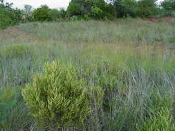 Image of Euclea sekhukhuniensis Retief, S. J. Siebert & A. E. van Wyk