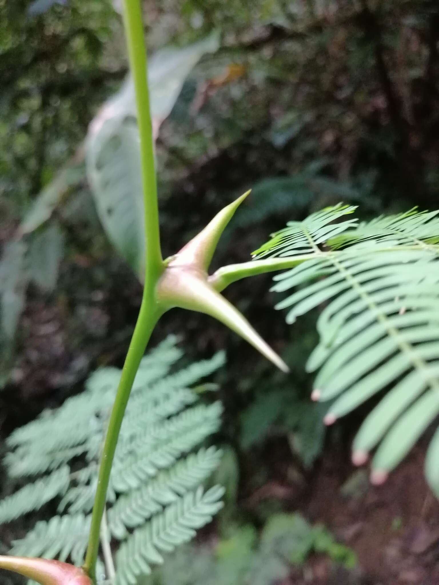 Image of bull horn acacia