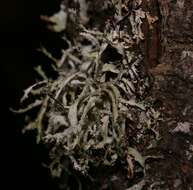 Image of Herre's ragged lichen