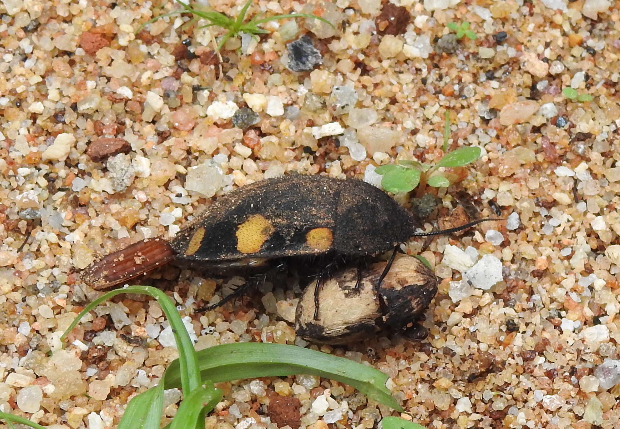 Image of Therea regularis Grandcolas 1993