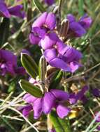 Image of Alpine Hovea