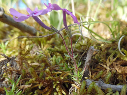 Image of moss phlox