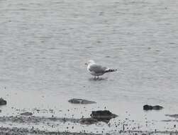 Image of Larus canus heinei Homeyer 1853