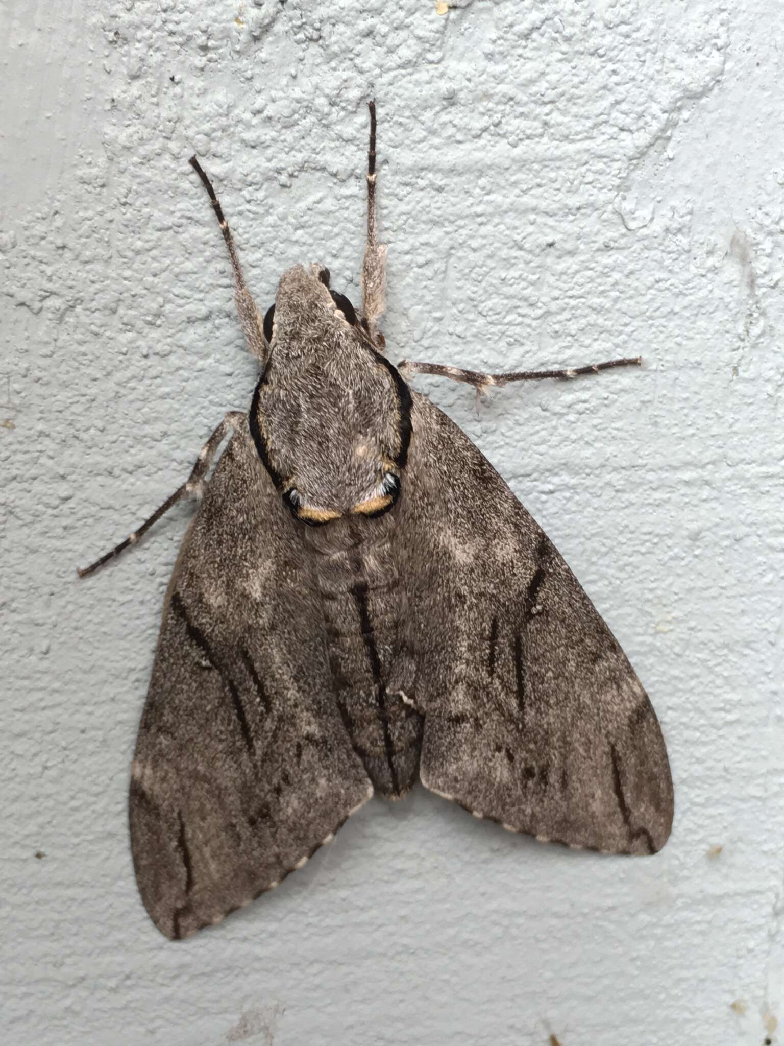 Image of Gray hawk moth