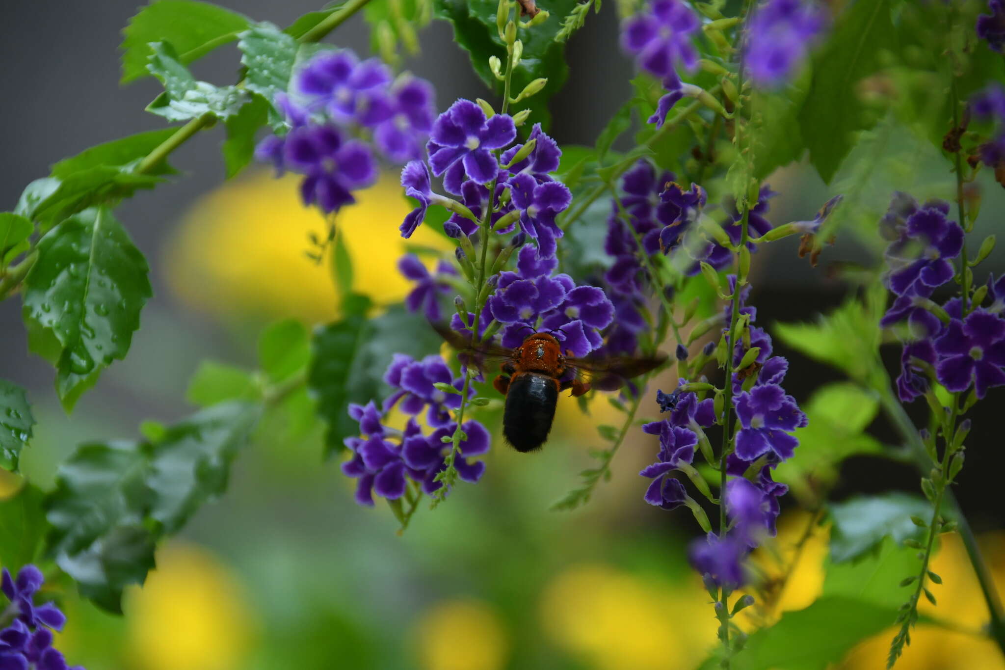 Image of Xylocopa ruficeps Friese 1910