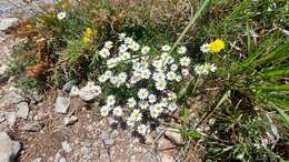 Image de Bellium fausse pâquerette