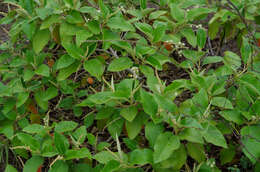 Image of Croton ferrugineus Kunth