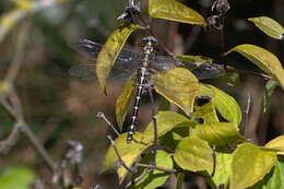 Image of Olive Clubtail