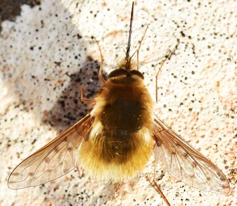 Image of Bombylius medius Linnaeus 1758