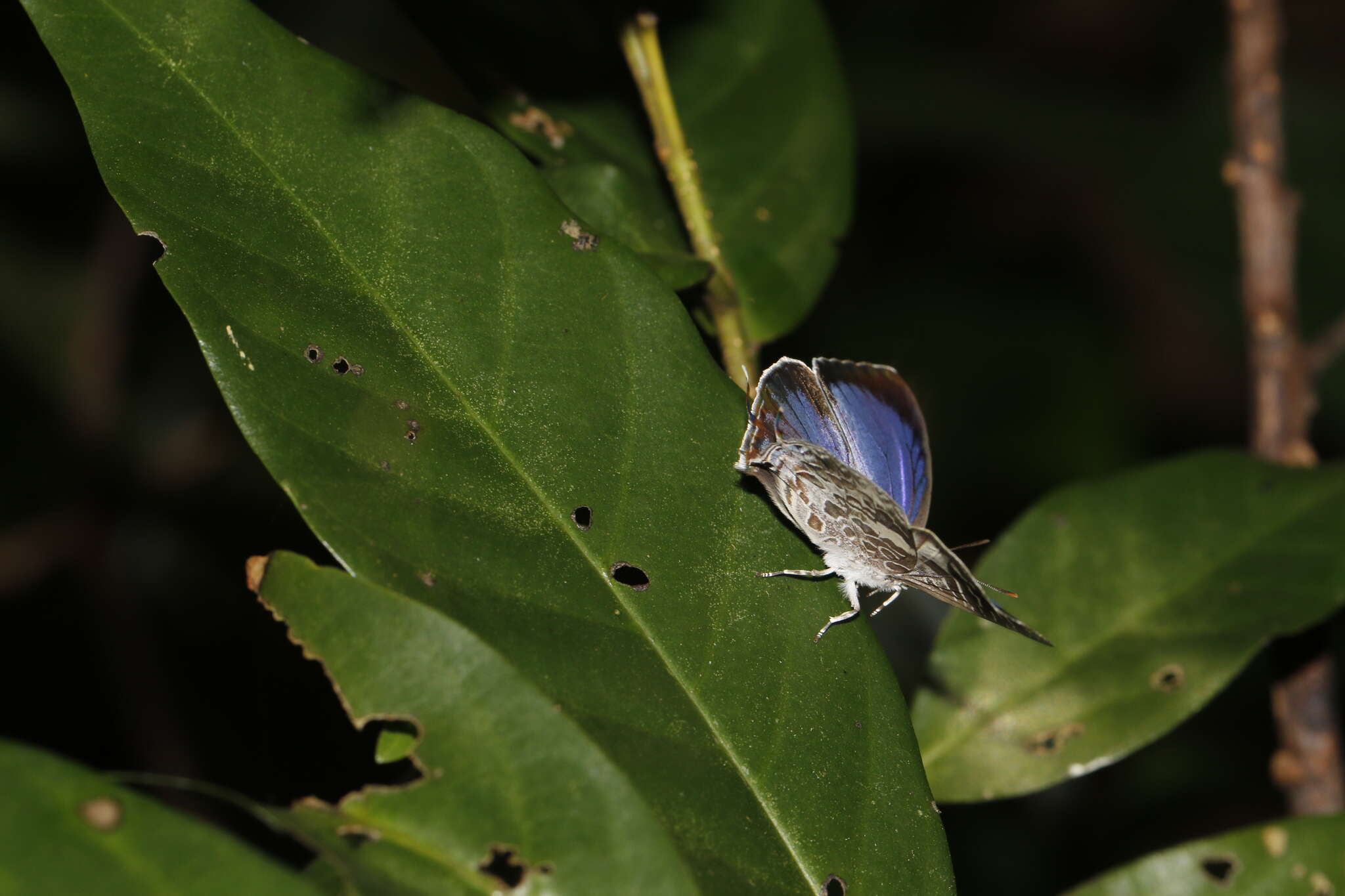 Image de Arhopala birmana (Moore (1884))