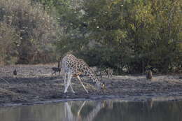 Image of Kordofan giraffe