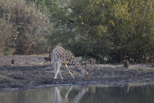 Image of Kordofan giraffe