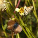 Image of African babul blue