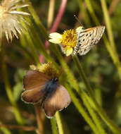 Image of African babul blue