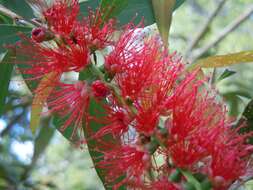 صورة Callistemon viminalis subsp. viminalis