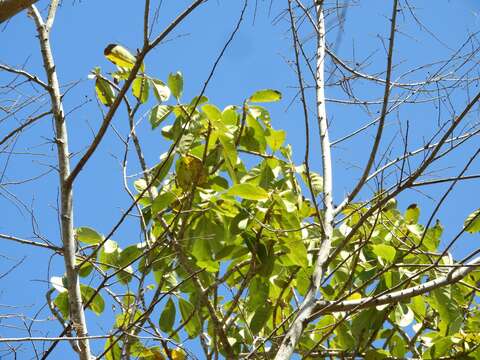 Ficus cotinifolia Kunth的圖片