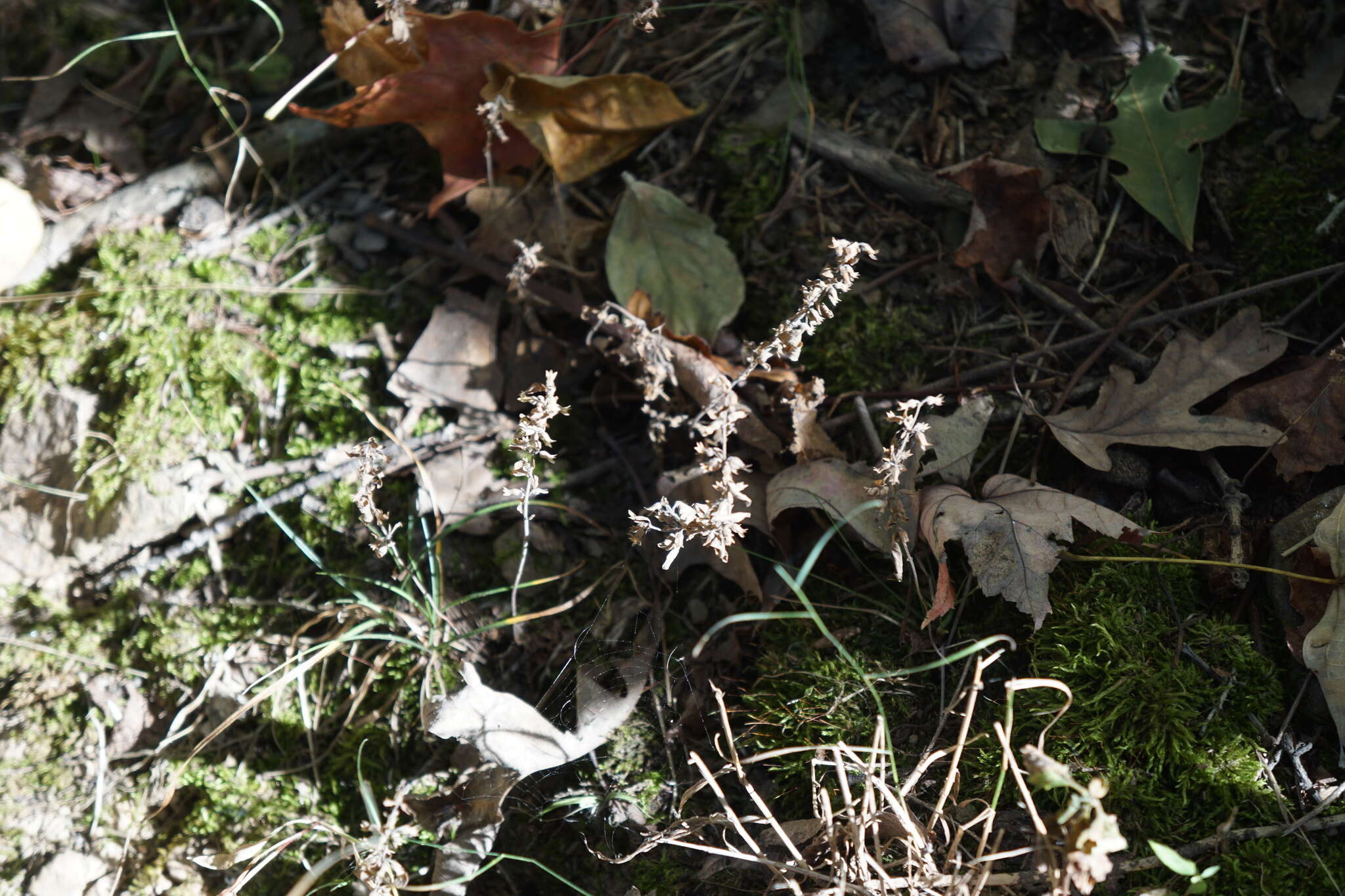 Image of American false pennyroyal