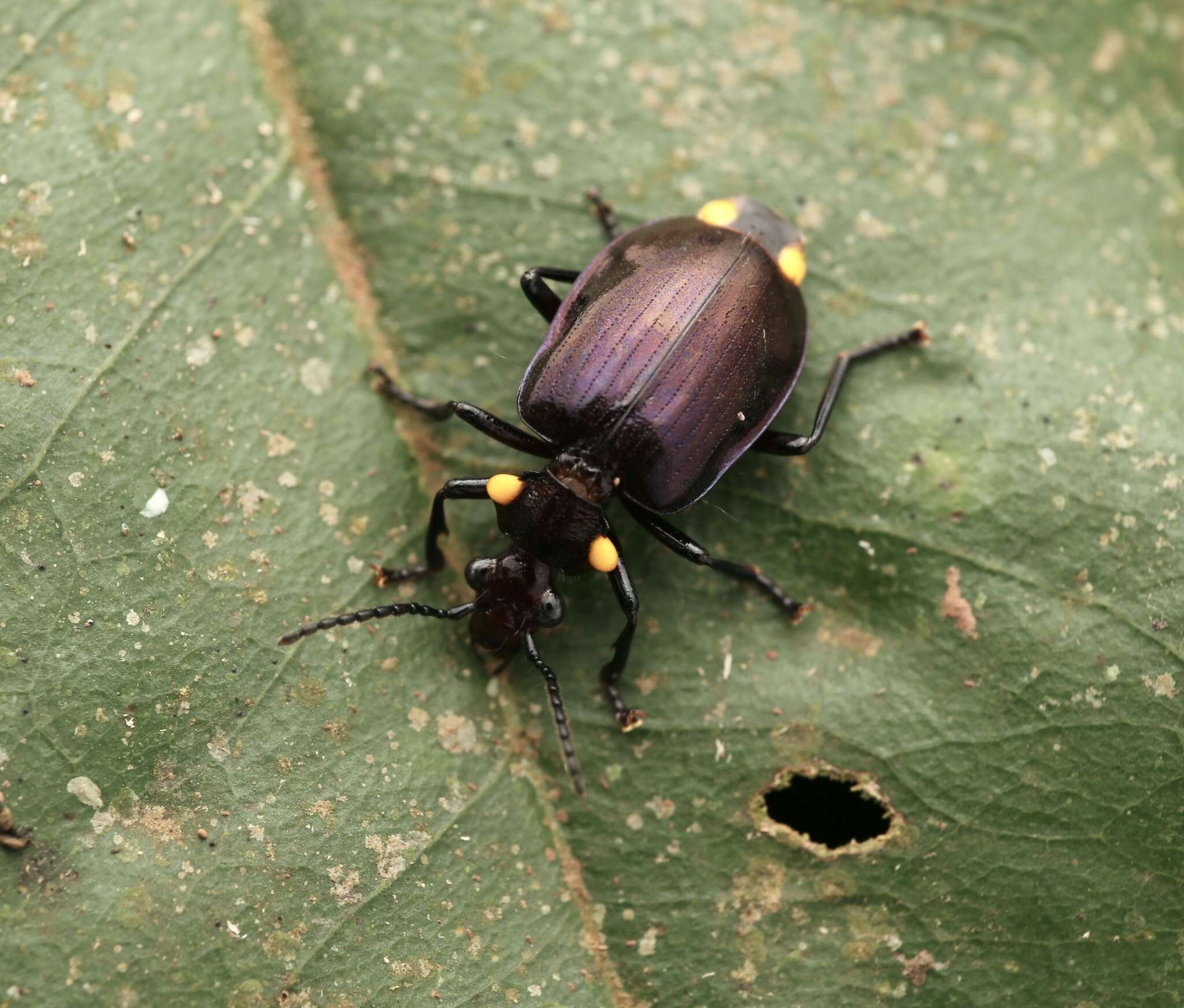 Image of Physodera dejeani Eschscholtz 1829