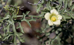 Image of Coccinia rehmannii Cogn.