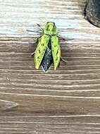 Image of Western Cedar Borer