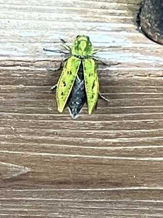 Image of Western Cedar Borer