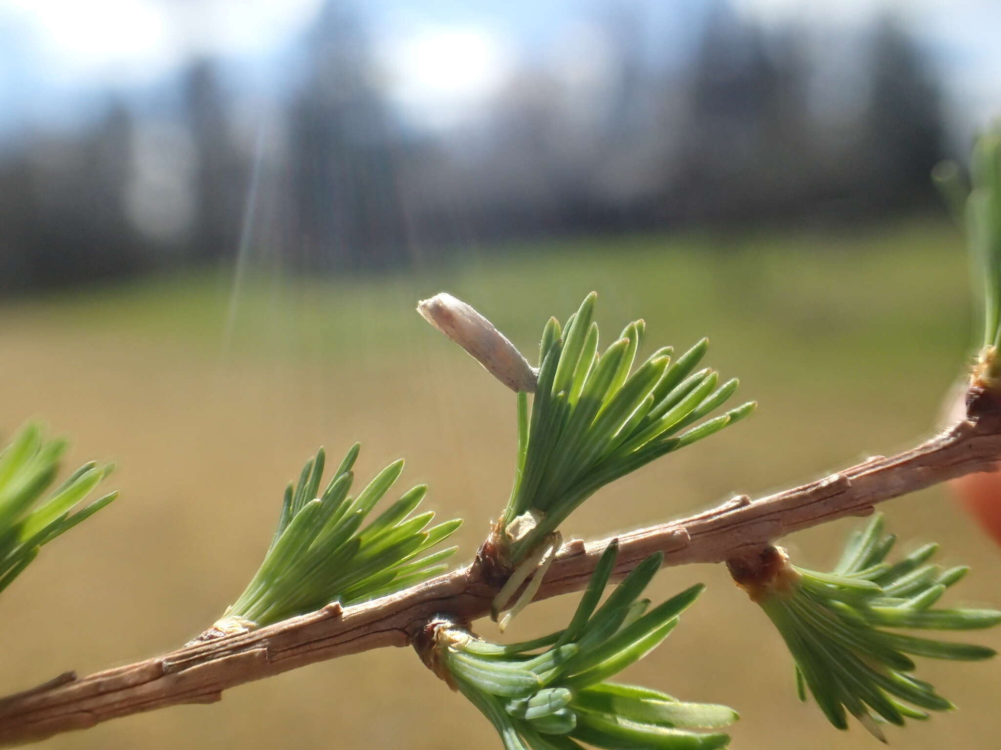 Image of larch case-bearer