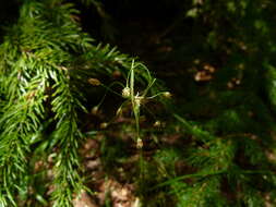 Image of hairy woodrush