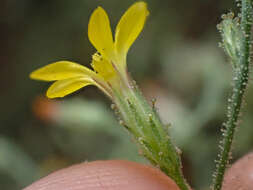 Plancia ëd Benitoa occidentalis (H. M. Hall) Keck