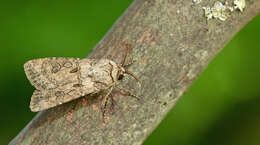 Image of turnip moth