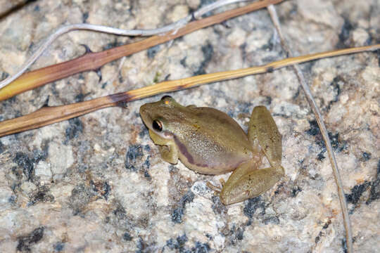 Image of Scinax pachycrus (Miranda-Ribeiro 1937)