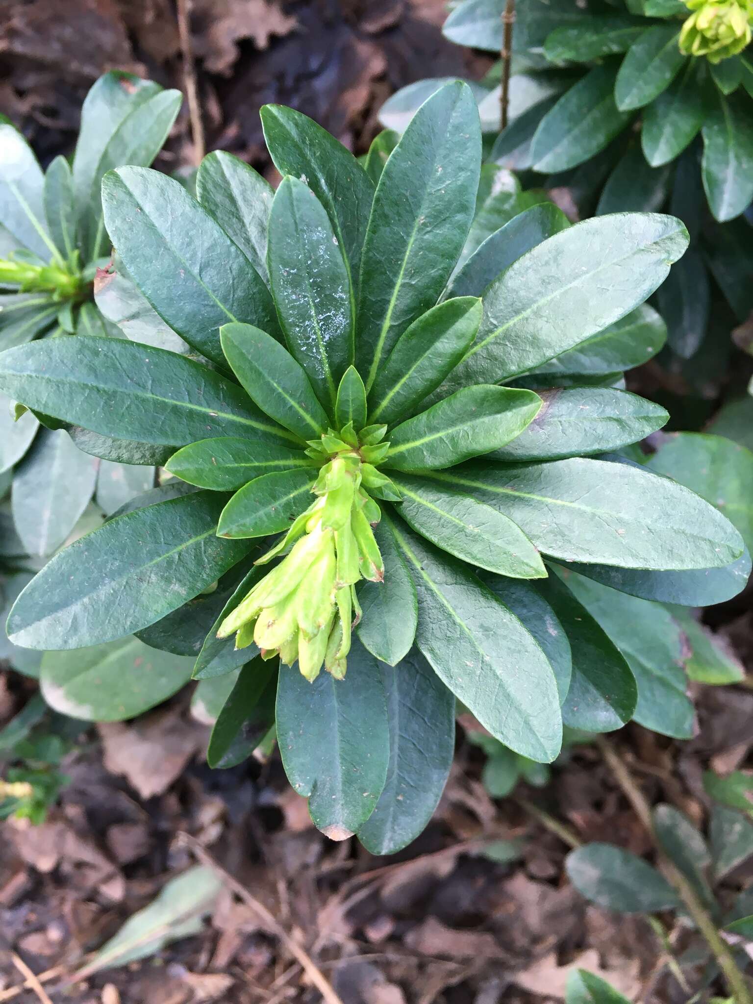 Sivun Euphorbia amygdaloides subsp. robbiae (Turrill) Stace kuva