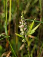 Image of whorled milkwort