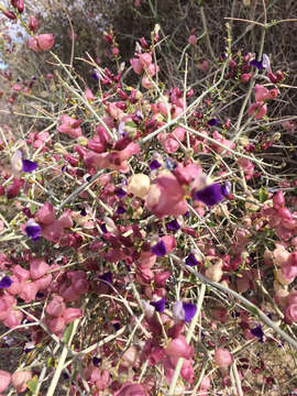 Imagem de Scutellaria mexicana (Torr.) A. J. Paton