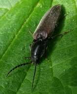 Image of Hemicrepidius niger (Linnaeus 1758)