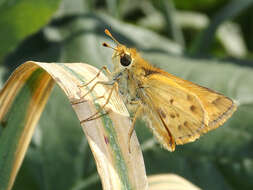 Image of Hylephila signata Blanchard 1852