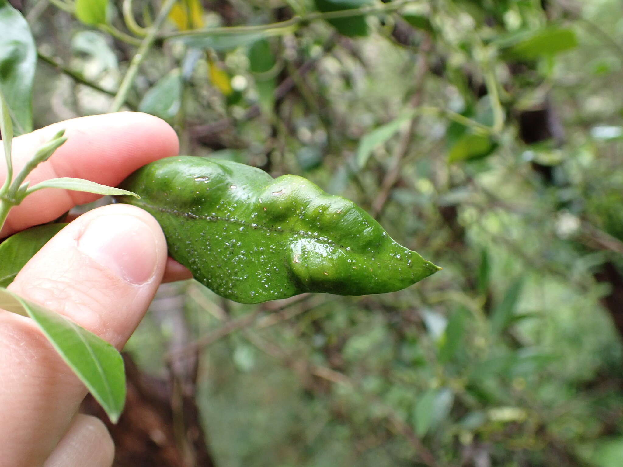 Image of Eriophyes parsonsiae