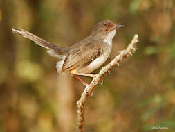 Plancia ëd Prinia rufifrons Rüppell 1840