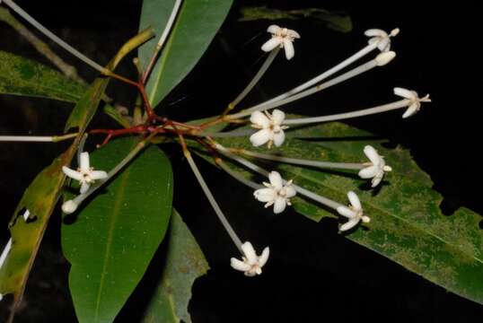 Image of Ixora cremixora Drake