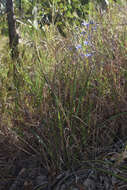 Image of Dianella nervosa R. J. F. Hend.