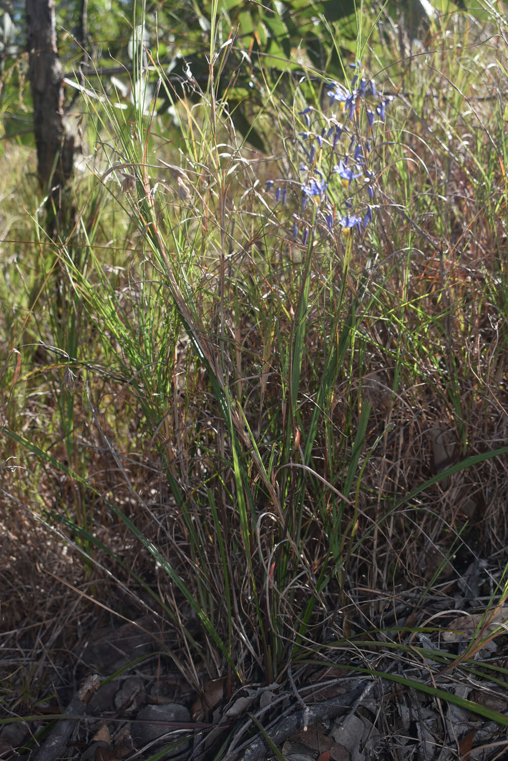 Image of Dianella nervosa R. J. F. Hend.