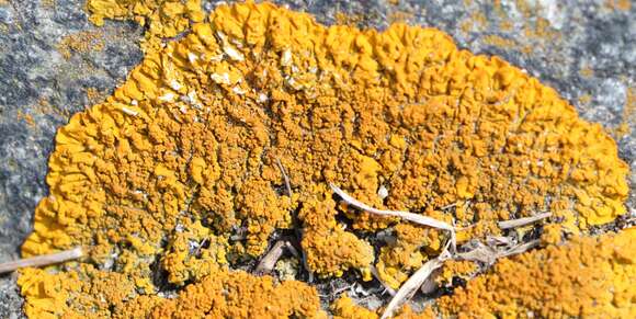 Image of Xanthoria calcicola Oxner