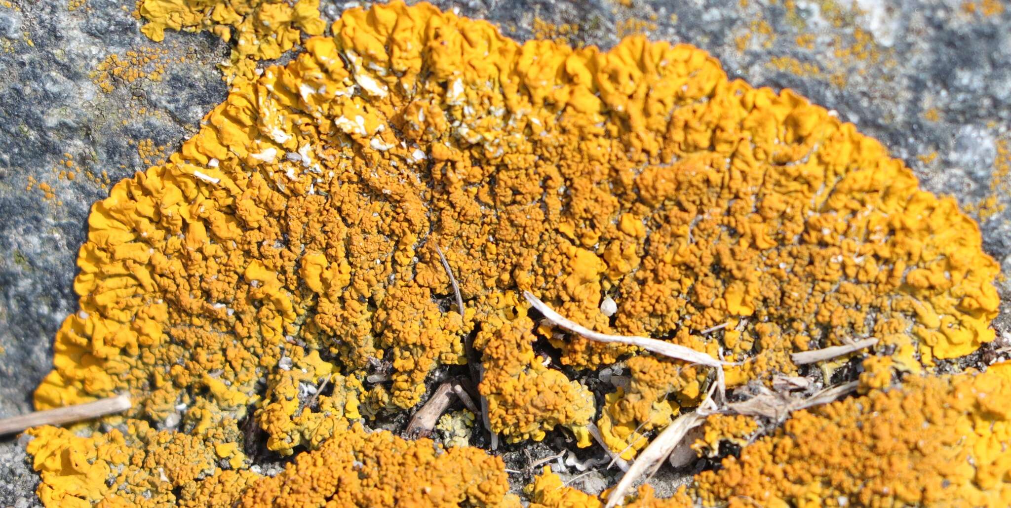 Imagem de Xanthoria calcicola Oxner