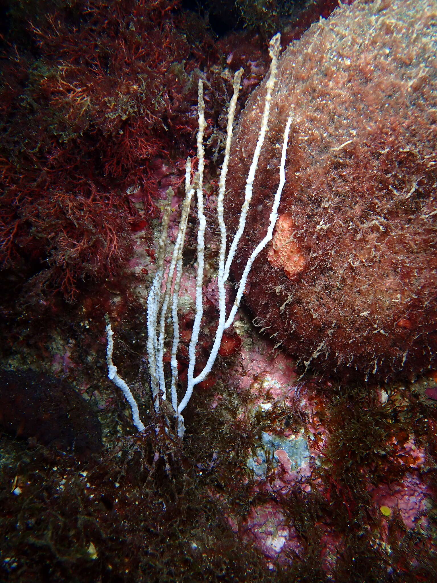 Image of white horny coral